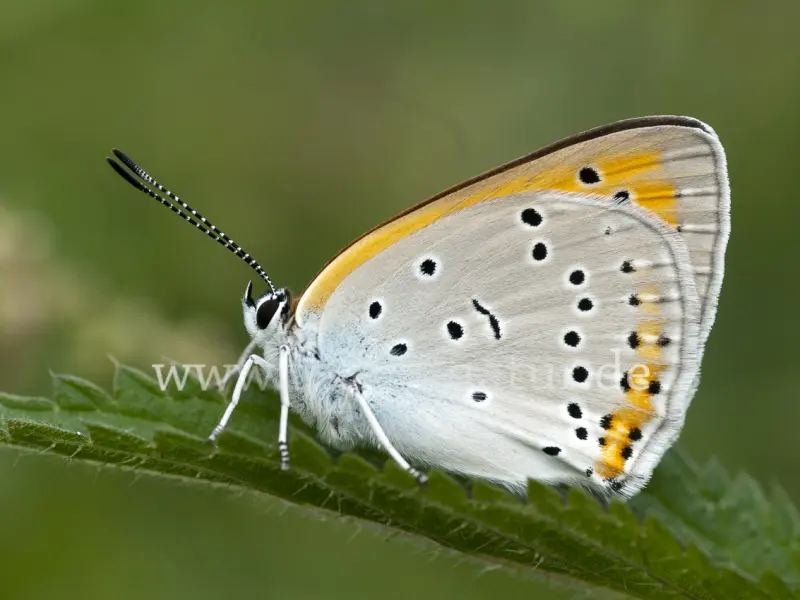 16911