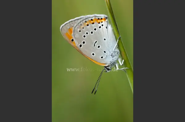 Fokus-Natur Bild