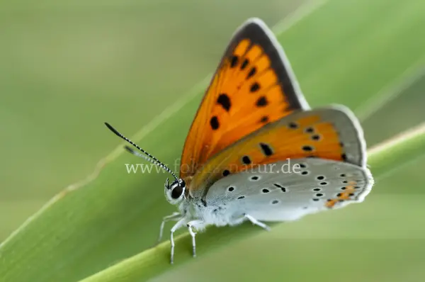 Fokus-Natur Bild