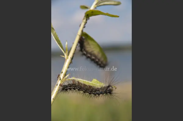 Fokus-Natur Bild