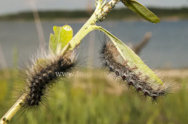 Fokus-Natur Bild