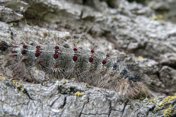 Fokus-Natur Bild