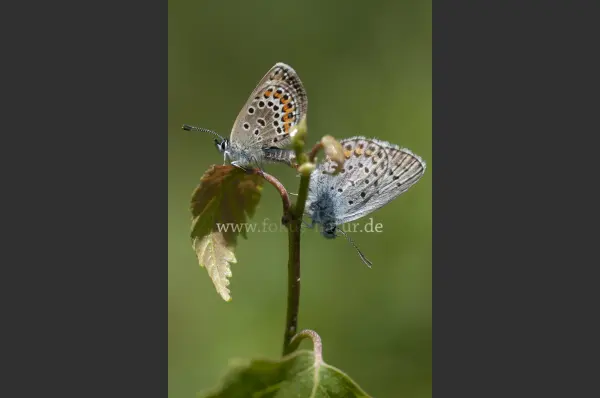 Fokus-Natur Bild