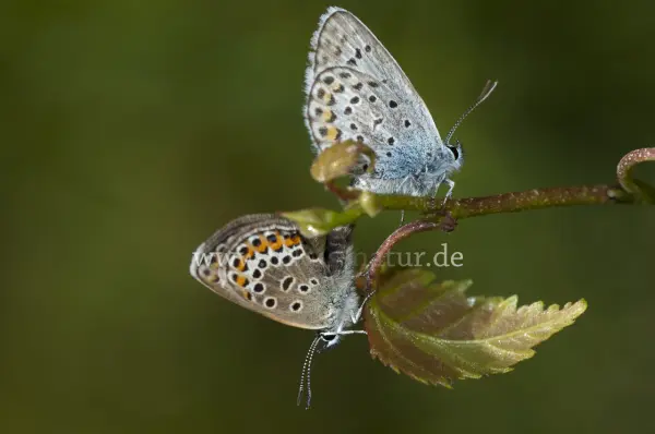 Fokus-Natur Bild