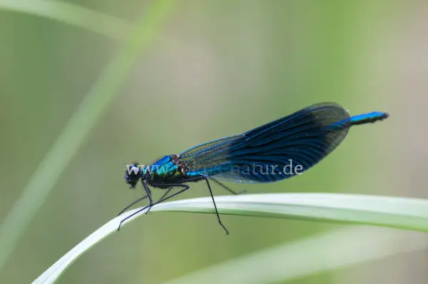 Fokus-Natur Bild