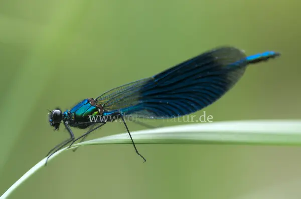 Fokus-Natur Bild