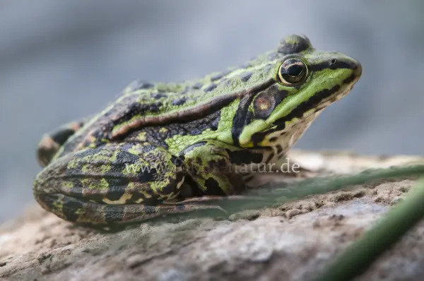 Fokus-Natur Bild