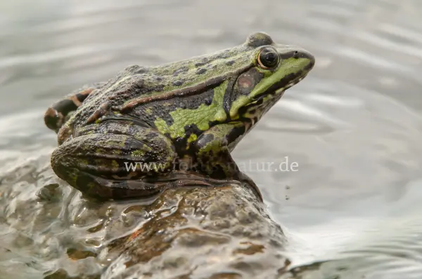 Fokus-Natur Bild