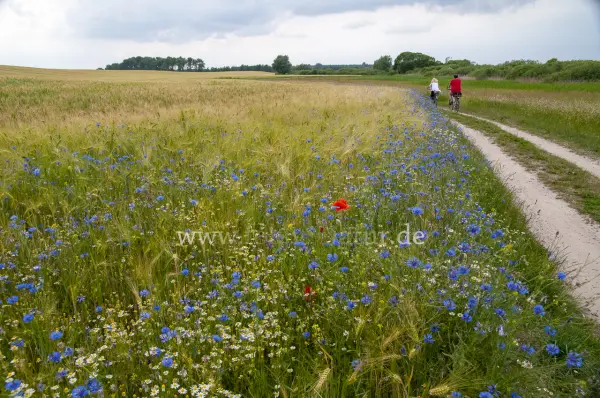Fokus-Natur Bild