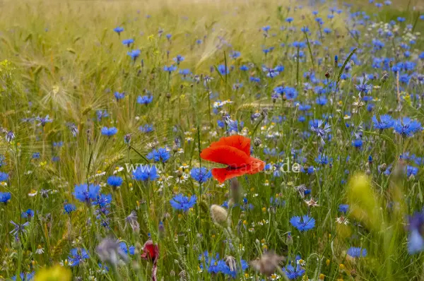 Fokus-Natur Bild