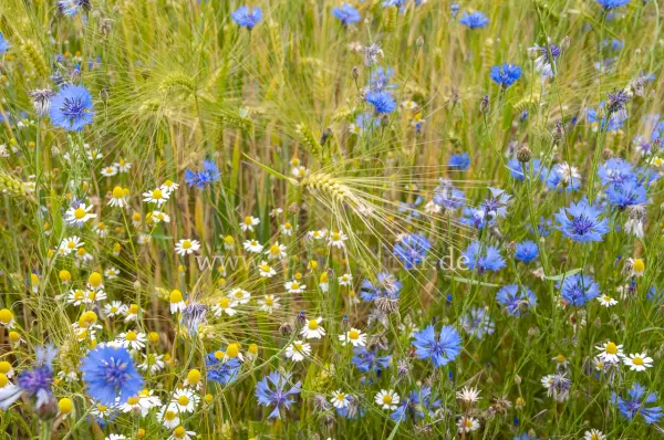 Fokus-Natur Bild