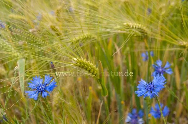 Fokus-Natur Bild