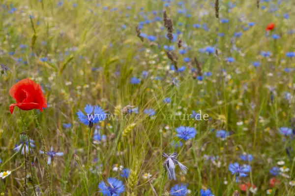 Fokus-Natur Bild