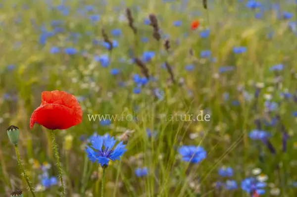 Fokus-Natur Bild