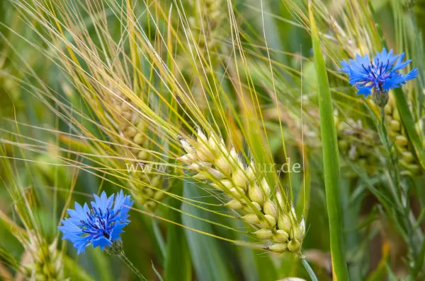 Fokus-Natur Bild