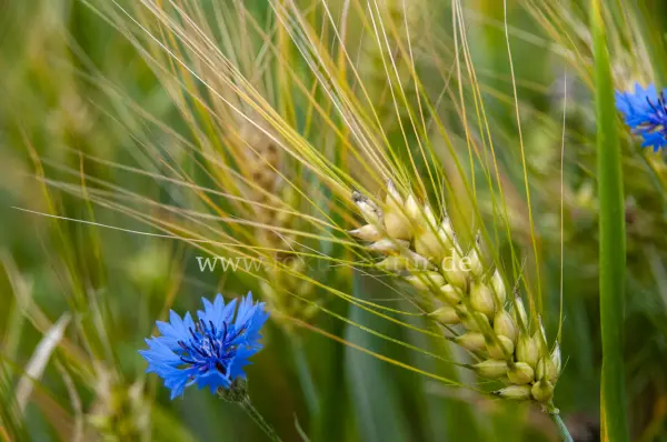 Fokus-Natur Bild