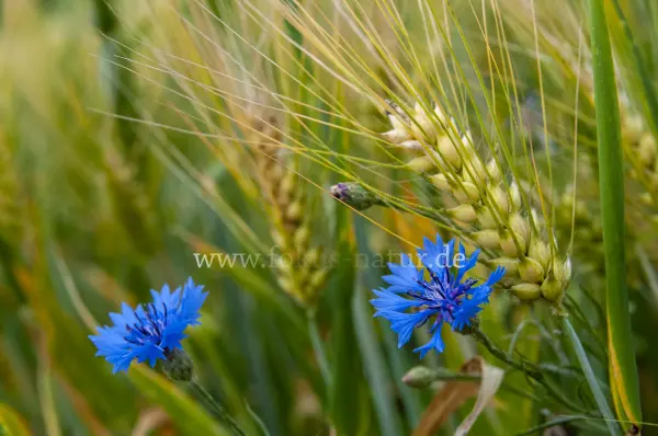 Fokus-Natur Bild