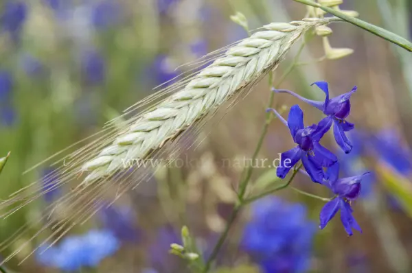 Fokus-Natur Bild