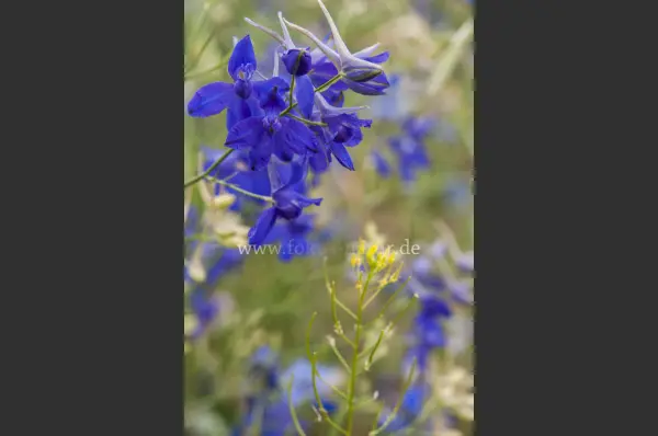 Fokus-Natur Bild