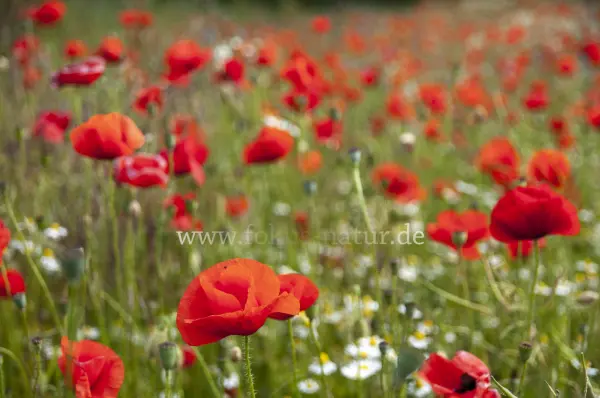 Fokus-Natur Bild