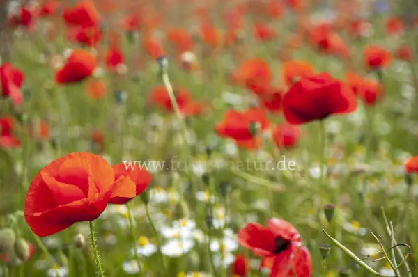 Fokus-Natur Bild