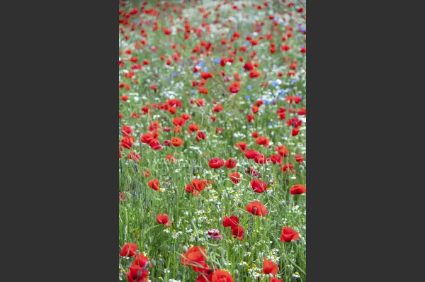 Fokus-Natur Bild