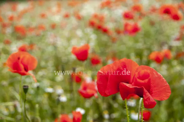Fokus-Natur Bild
