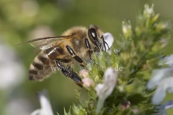 Fokus-Natur Bild