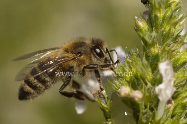 Fokus-Natur Bild