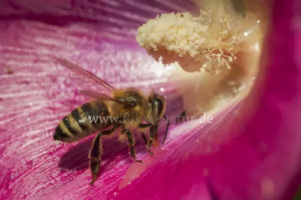 Fokus-Natur Bild