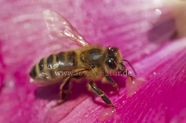 Fokus-Natur Bild