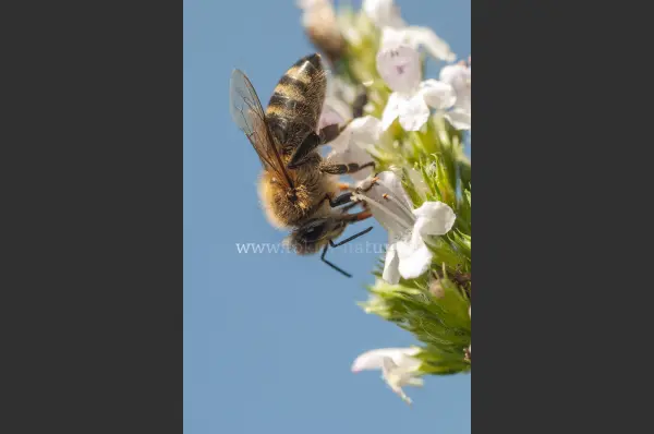 Fokus-Natur Bild