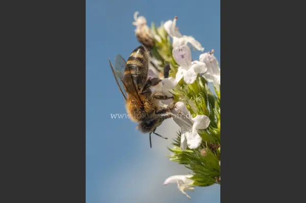 Fokus-Natur Bild