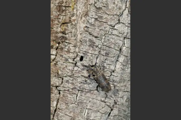 Fokus-Natur Bild
