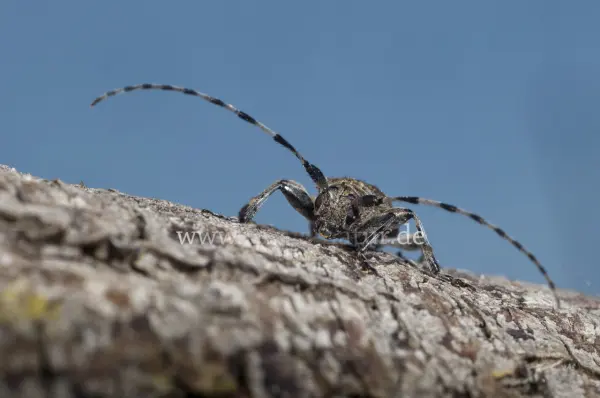 Fokus-Natur Bild