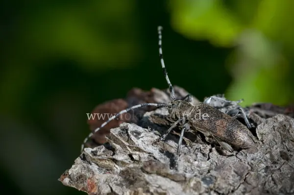 Fokus-Natur Bild