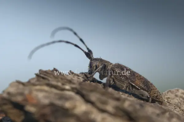Fokus-Natur Bild