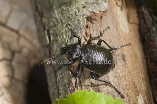 Fokus-Natur Bild
