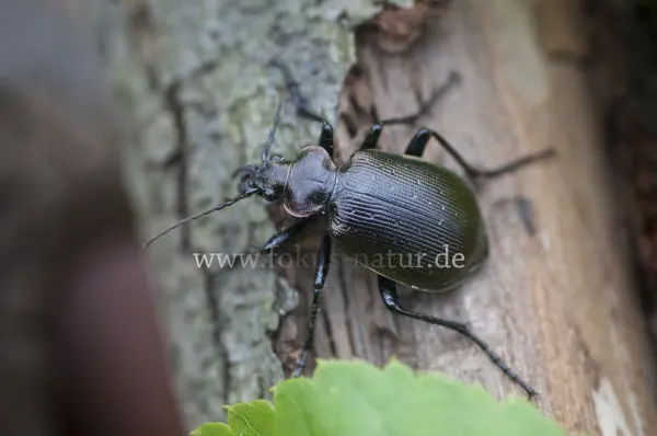Fokus-Natur Bild
