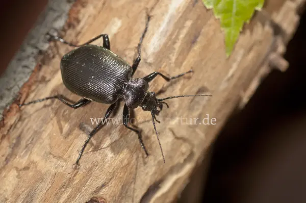 Fokus-Natur Bild