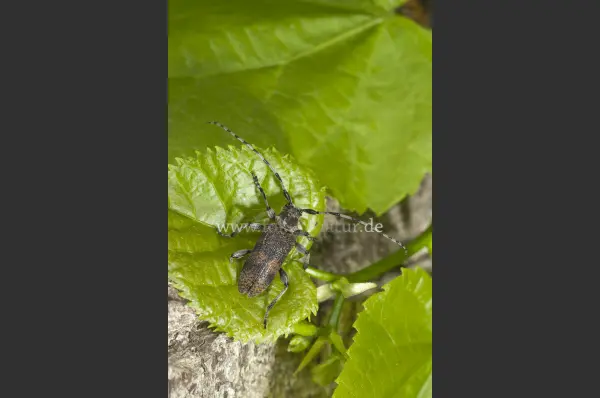 Fokus-Natur Bild