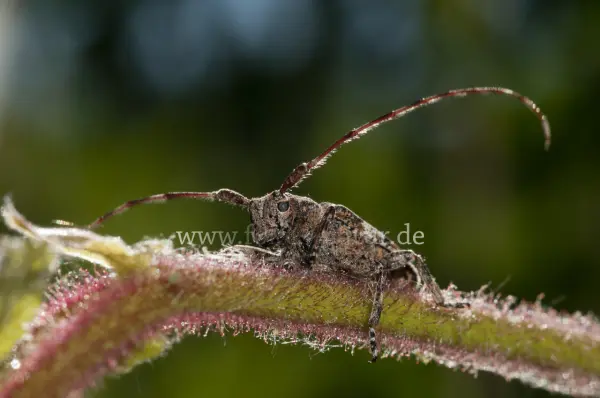 Fokus-Natur Bild