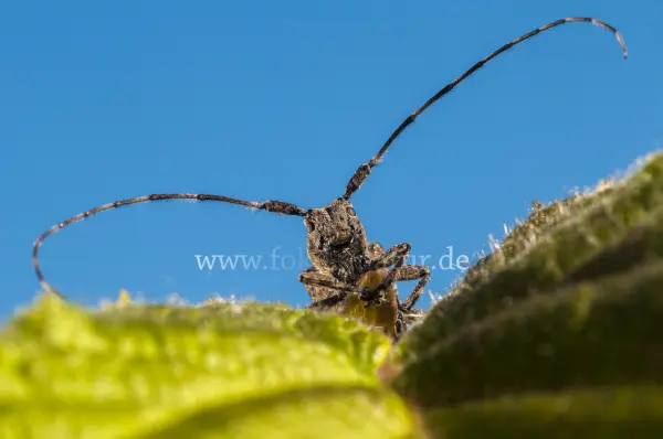 Fokus-Natur Bild