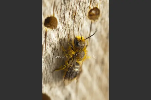 Fokus-Natur Bild