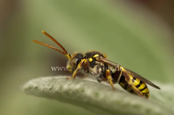Fokus-Natur Bild
