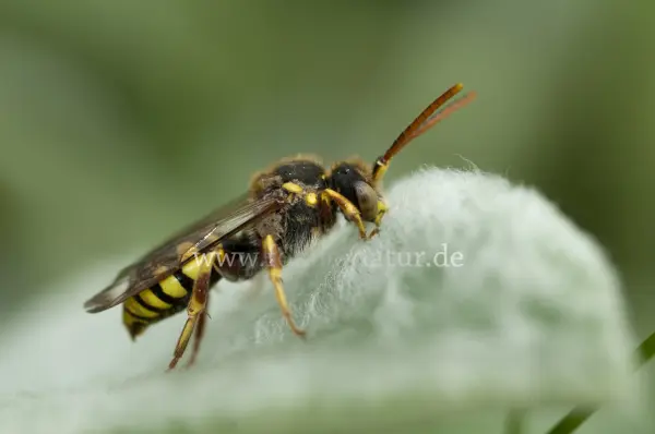 Fokus-Natur Bild