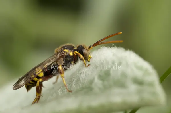 Fokus-Natur Bild