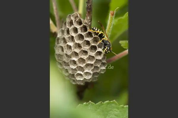 Fokus-Natur Bild