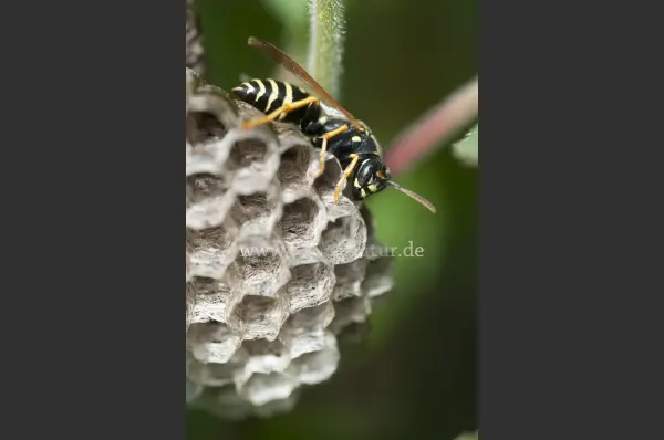 Fokus-Natur Bild