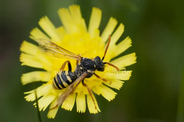 Fokus-Natur Bild